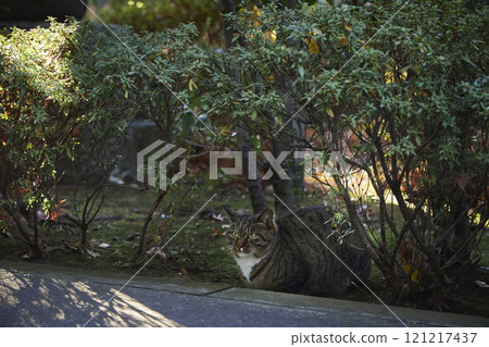 Temple grounds, plants, cat 121217437