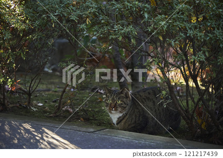 寺廟庭院 植物 貓 寺廟庭院 植物 貓 121217439