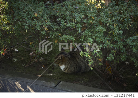 Temple grounds, plants, cat 121217441