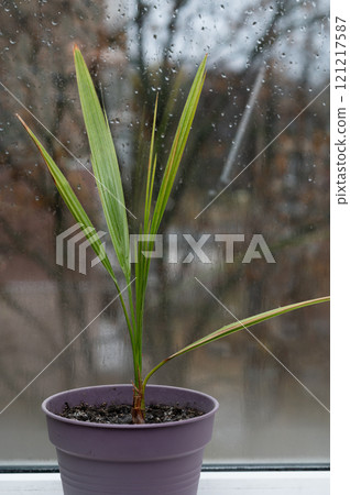 a date palm in a pot on the window. vertical 121217587