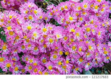 Pink chrysanthemum flower with spoon-shaped petals Pink chrysanthemum flower with spoon-shaped petals 121217683