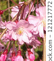 Beautiful pink cherry blossoms 121217772