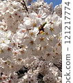 Cherry blossoms in full bloom 121217774