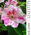 Speckled Azalea Flowers 121217775