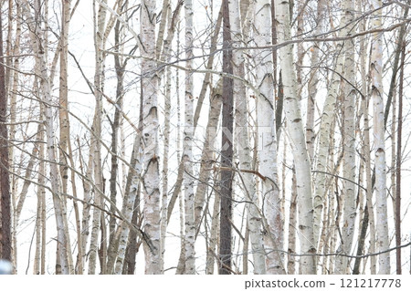 Winter forest: Lakeside birch forest 121217778