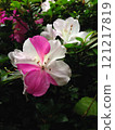 Speckled Azalea 121217819