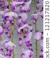 Wisteria flowers and bees 121217820