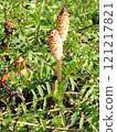 A little horsetail emerging from the ground 121217821