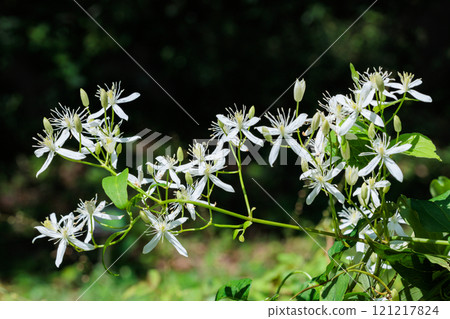 夏天，山野間盛開著美麗的山艾花 121217824