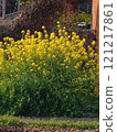 Rape blossoms that herald the arrival of spring 121217861