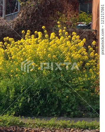 Rape blossoms that herald the arrival of spring 121217861