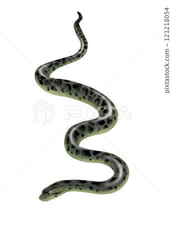 Realistic anaconda illustration 121218054