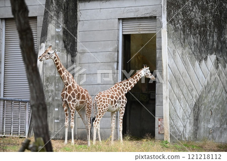 reticulated giraffe in zoo reticulated giraffe in zoo 121218112
