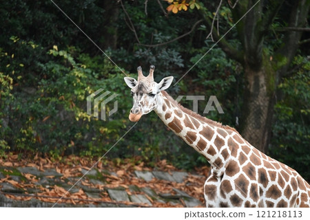 reticulated giraffe in zoo 121218113