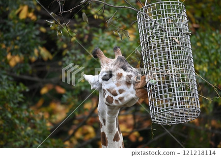 reticulated giraffe in zoo reticulated giraffe in zoo 121218114