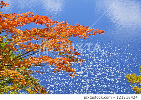 Shigakogen高地池塘 121218424