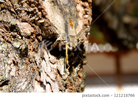 樹液從松樹上滴下來 121218766