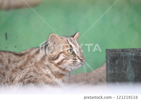 動物園裡的對馬豹貓 121219118