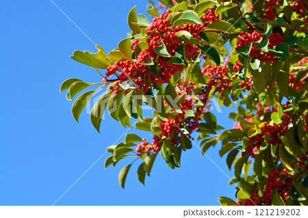 黑藤麻糬的鮮紅色果實 黑藤麻糬的鮮紅色果實 121219202