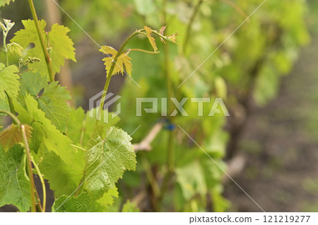 fresh spring grape leaves. close-up fresh spring grape leaves. close-up 121219277