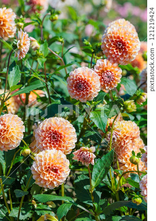 美麗的漸變橙色大麗花花 121219424