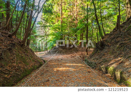 奈良市春日山原始森林長廊落葉 121219523