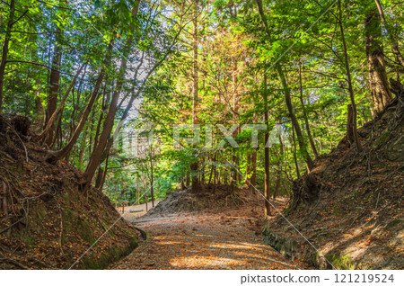 奈良市春日山原始森林長廊落葉 奈良市春日山原始森林長廊落葉 121219524