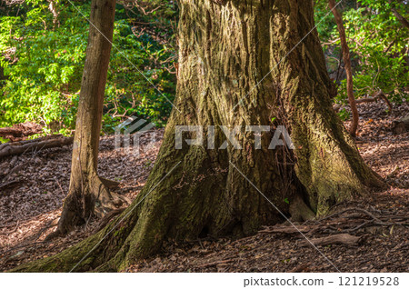 Large trees in Kasugayama primeval forest, Nara City 121219528