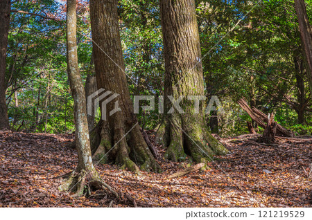 春日山原始森林 奈良市 121219529