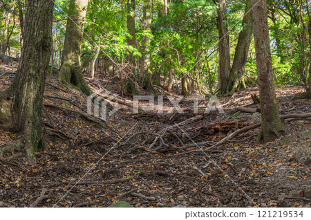 Fallen leaves in the Kasugayama primeval forest, Nara City 121219534