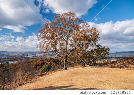 Tree on the summit of Mount Wakakusa, Nara City Tree on the summit of Mount Wakakusa, Nara City 121219535