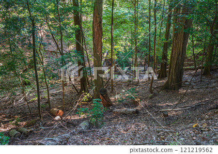 Kasugayama Primeval Forest, Nara City 121219562