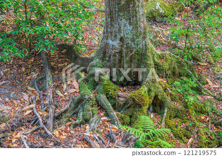 Kasugayama Primeval Forest, Nara City 121219575