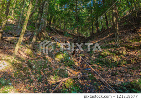 Kasugayama Primeval Forest, Nara City 121219577