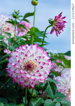 大麗花花與美麗的粉紅色邊框 121219627