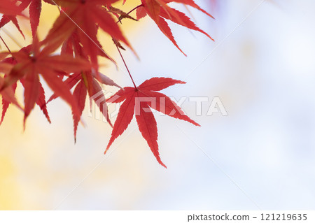 秋葉鮮紅，有秋天的感覺 121219635