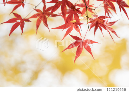 秋葉鮮紅，有秋天的感覺 121219636