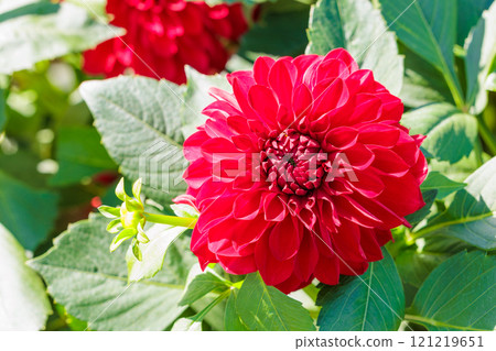 花園裡盛開的美麗的紅粉色大麗花 121219651