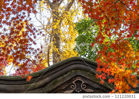 Yellow ginkgo and red maple leaves in Shanghai park Yellow ginkgo and red maple leaves in Shanghai park 121220031