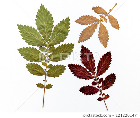 Beautiful three-colored dried leaves of agrimony Beautiful three-colored dried leaves of agrimony 121220147