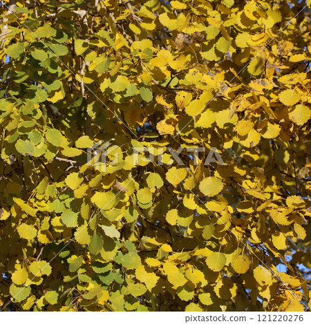 Golden aspen leaves, autumn scene in Sweden. Golden aspen leaves, autumn scene in Sweden. 121220276
