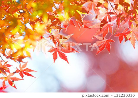Autumn scenery in Japan Autumn leaves 121220330
