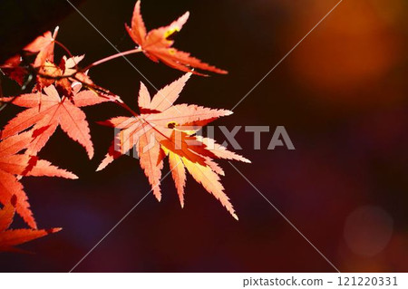 Autumn scenery in Japan Autumn leaves 121220331