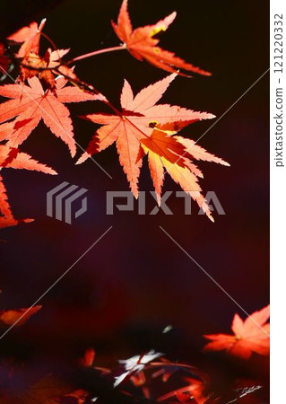 Autumn scenery in Japan Autumn leaves Autumn scenery in Japan Autumn leaves 121220332