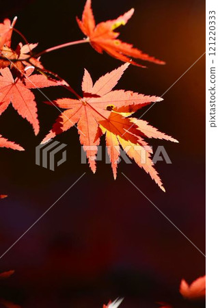 Autumn scenery in Japan Autumn leaves Autumn scenery in Japan Autumn leaves 121220333