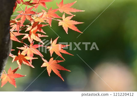 日本的秋色 121220412