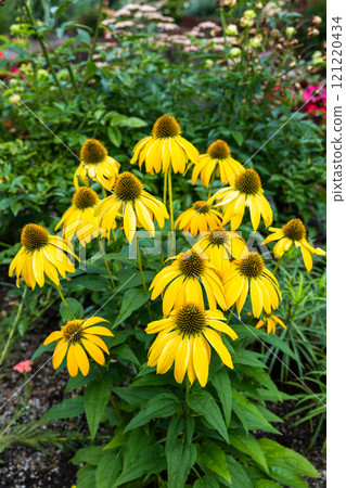夏季花園中盛開的黃色紫錐菊花 夏季花園中盛開的黃色紫錐菊花 121220434