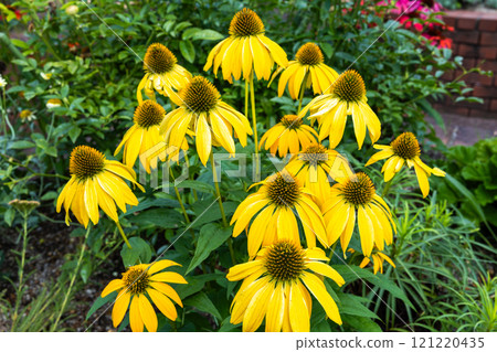 夏季花園中盛開的黃色紫錐菊花 121220435
