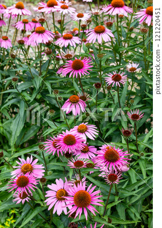 紫錐花的花朵呈現亮粉紅色，非常美麗。 121220451