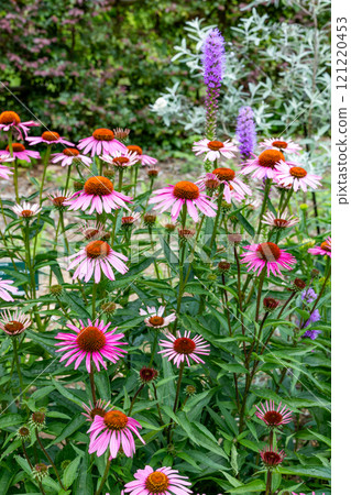 Echinacea flowers are a beautiful bright pink. Echinacea flowers are a beautiful bright pink. 121220453